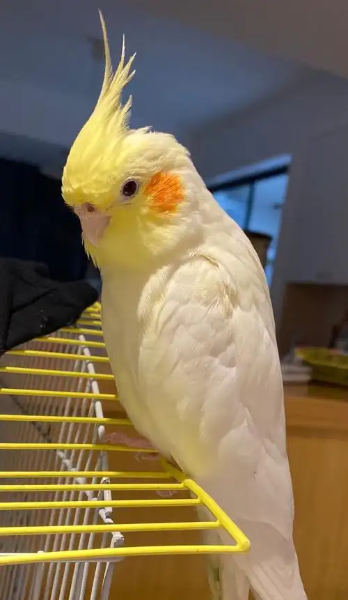 寻鸟启示杭州走失的黄化玄凤