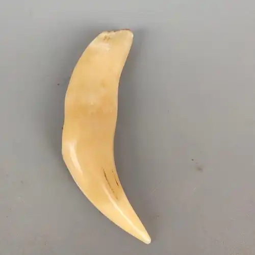 写美篇【宛古玉馨】古玩拍卖会所 【宝贝名称及介绍〕:正宗避邪虎牙