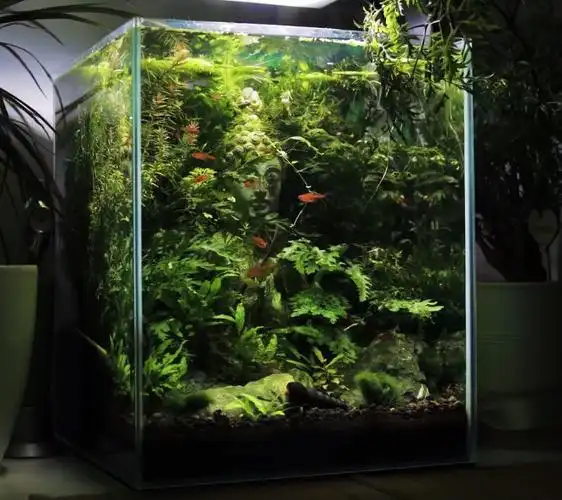 多图关于30方缸造景欣赏希望大家给些建议