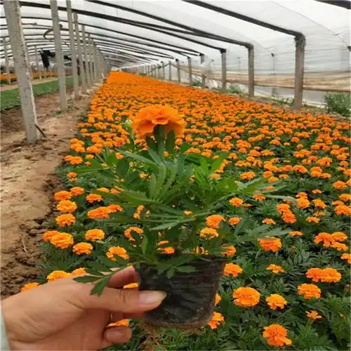 孔雀草营养杯苗孔雀草时令草花