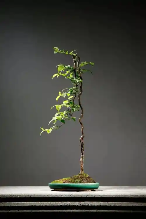 盆景爱好者熟知四有与六忌可助长盆景造型之势