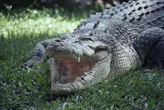 p>湾鳄(学名: i>crocodylus porosus /i>)是鳄科,鳄属的一种鳄鱼.