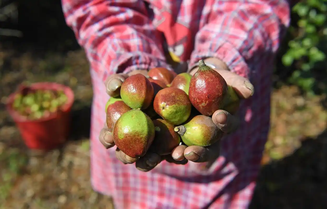 金秋油茶果飘香(2)
