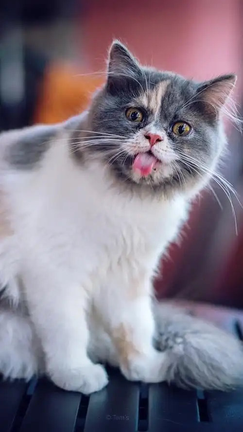 可爱的猫,舌头,桌面 iphone 壁纸