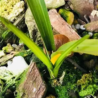 蕙兰变异中透(老草发芽) - 兰花交易网