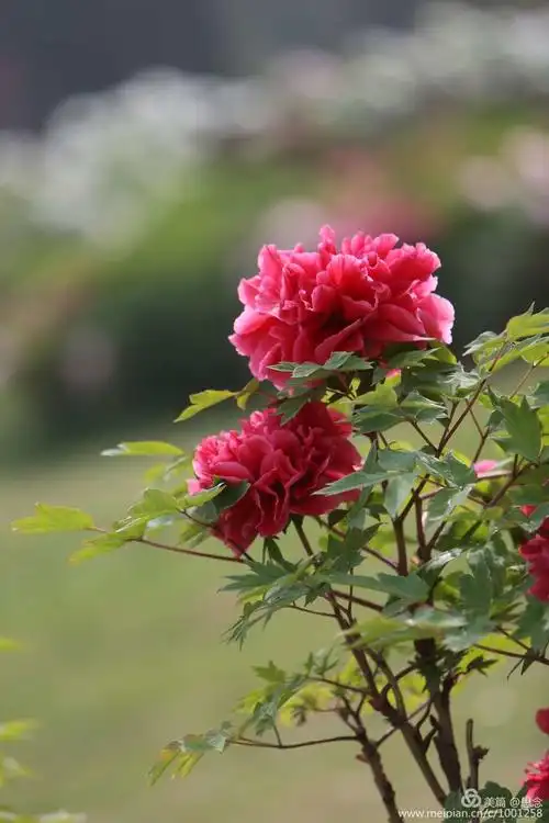 牡丹花洛阳红图片欣赏_洛阳牡丹花图片 风景图片 - 云林新闻励志网