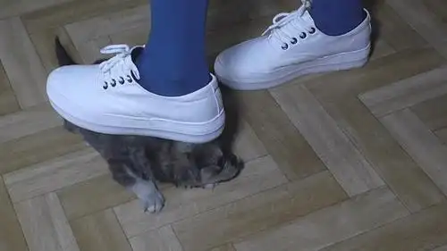 雪儿蓝袜白色帆布鞋取狗眼 9832dw - crush 踩冷血和动物 足艺阁踩踏