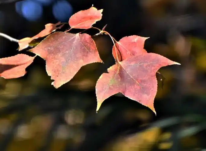 2020深秋季节红叶欣赏