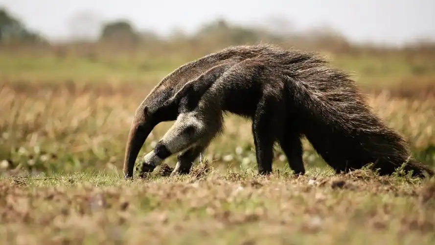 食蚁兽图片(10/12)