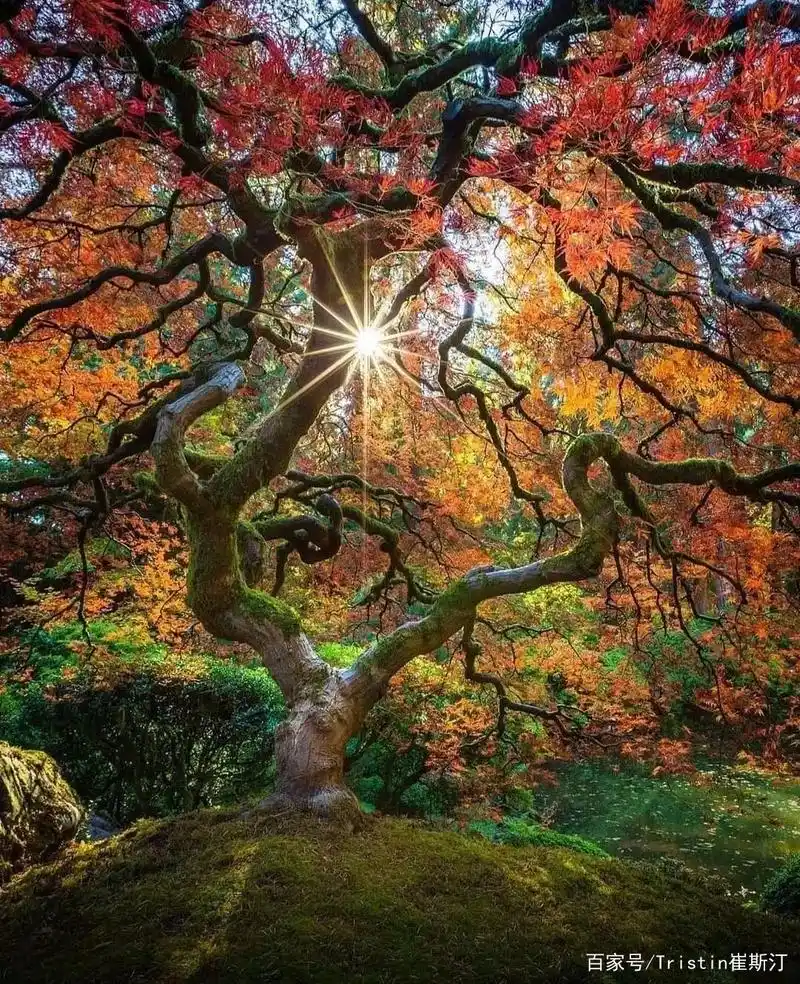 没见过这么壮观的树