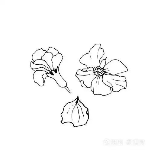 装饰石榴花插画-正版商用图片08gfez-摄图新视界
