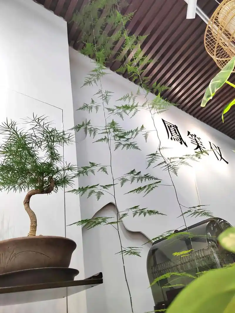 文竹,肆意生长的姿态.和我的山乌龟一样,好养护,今年尝试爬藤 - 抖音