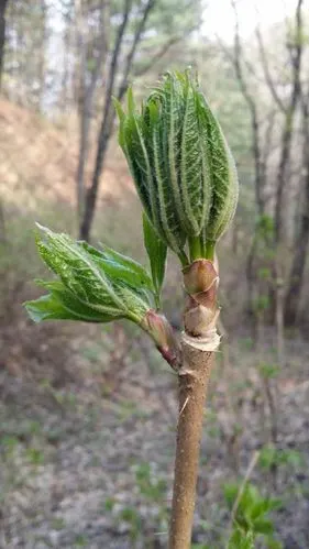 山野菜之王"刺嫩芽","刺五加"