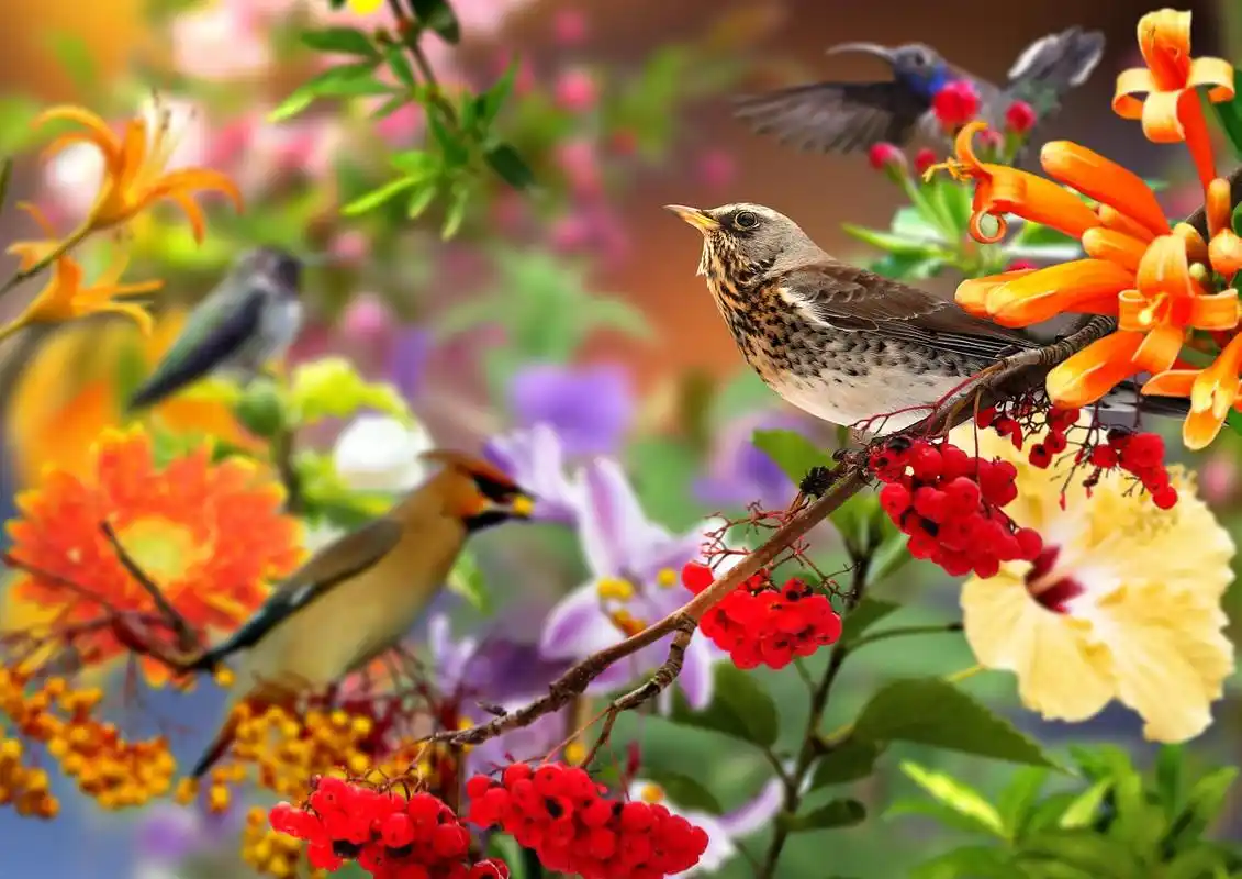 展开全部 鸟语花香