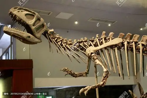 恐龙化石霸王龙古生物