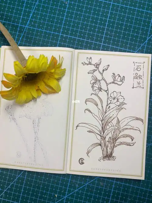 笔记灵感  #钢笔线稿  #钢笔画 #植物花卉  #石斛兰  #插画
