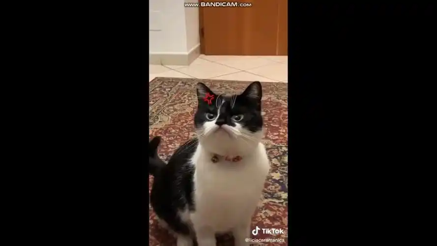 国外抖音上的猫咪搞笑集锦,果然逗逼猫咪不分国界