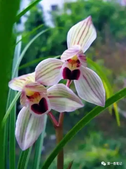 522莲瓣兰心心相印的品牌效应正在呈现