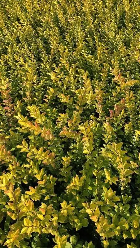 变色金叶女贞小叶女贞水蜡年产百万快寄全国