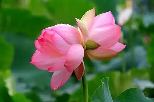 花与健康 并蒂莲的花语是充满了爱意的,爱情,永结同心并蒂莲【并蒂莲