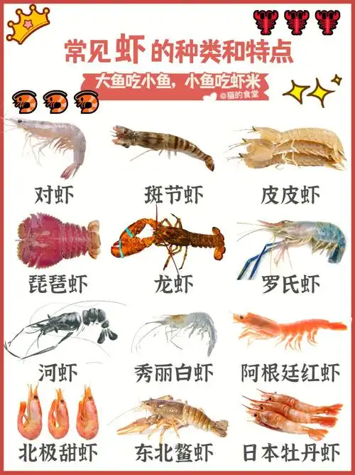 08科普常见虾的种类和特点虾米yami60