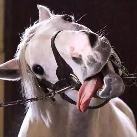 这匹马的表情包承包了我这周的笑点