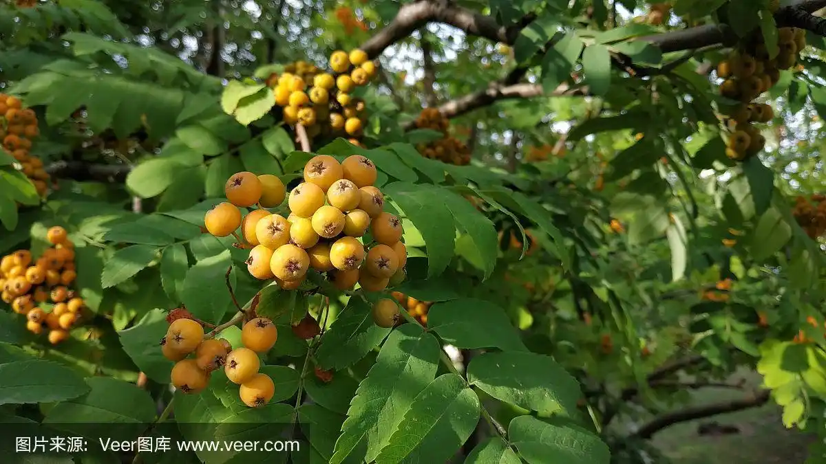 树上结着白蜡树的橙色果实