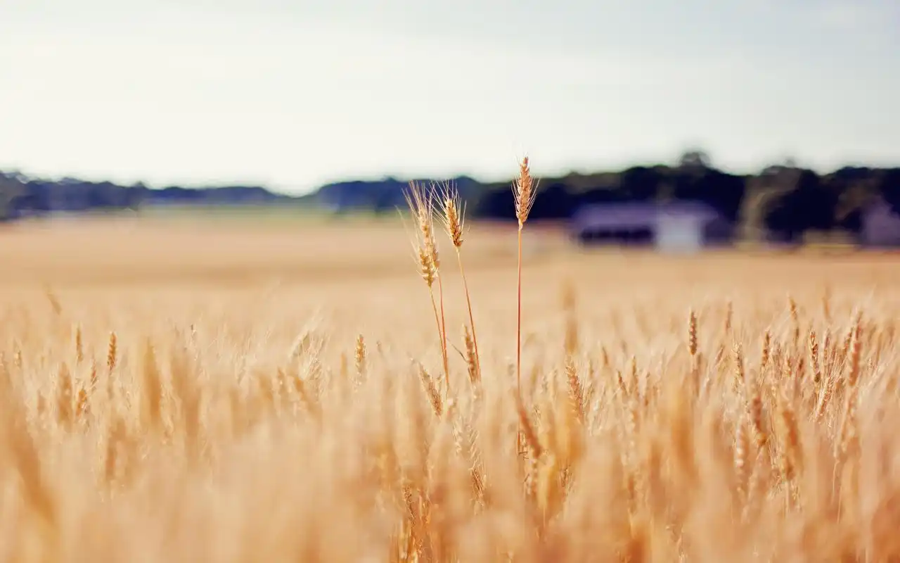 唯美的田园风光好看麦田风景图片桌面壁纸高清下载(3)