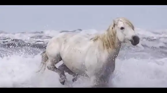 还记得《西游记》小白龙吗?白龙马如今过得怎么样?-娱乐视频-搜狐视频