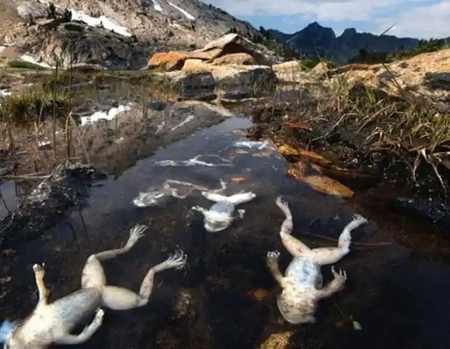 一组图直击环境污染对动物的伤害,场面惊心动魄,看完一身冷汗?