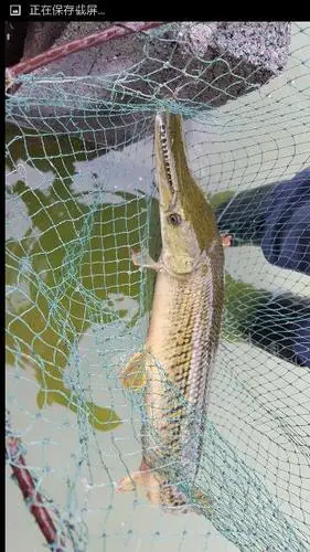 请问这是什么鱼,淡水库里捕到的,尖嘴,有牙