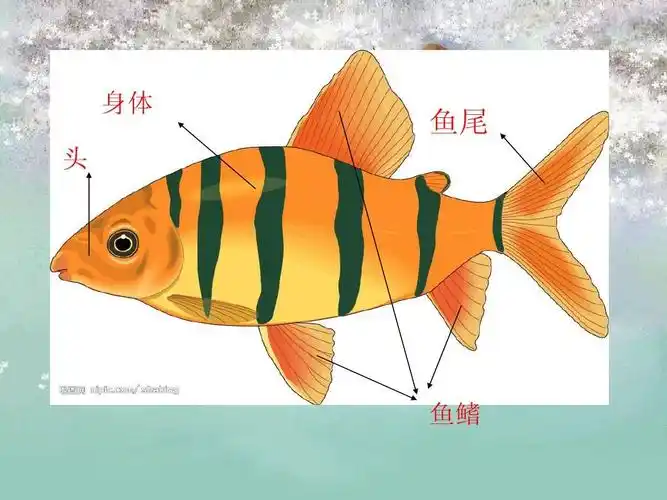 这个课件能够很好的帮助学生学会剪纸鱼的方法 身体 鱼尾 头 鱼鳍