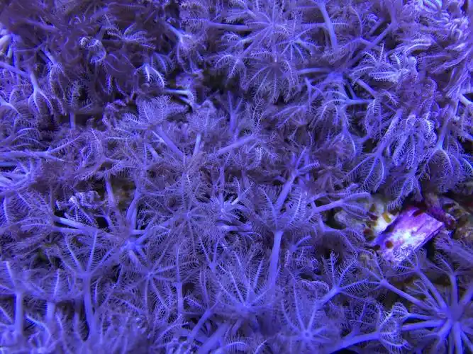 二木一肉澳洲粉色闪千手繁殖组品种特性花大须长闪的