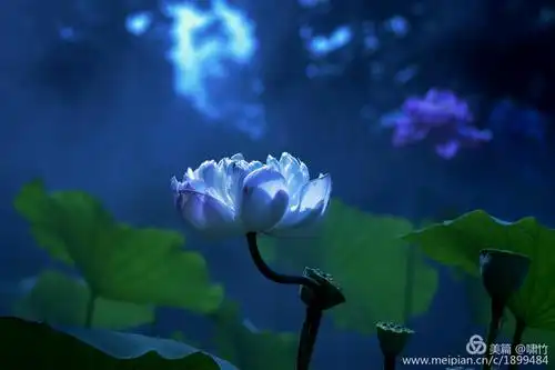 梦幻蓝调荷花