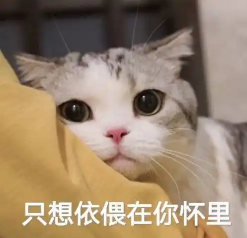 只想依偎在你怀里猫猫表情包依偎猫猫表情