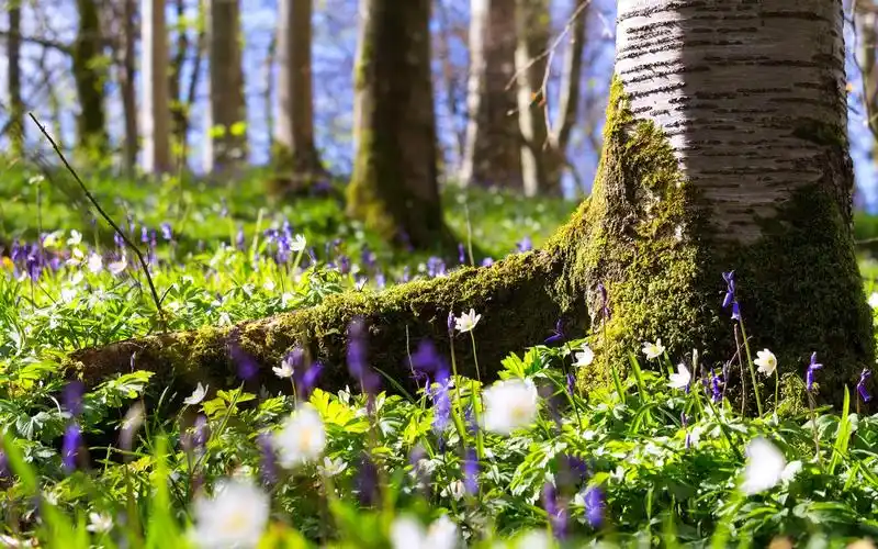 壁纸 森林,野花,树木,苔藓 1920x1200 hd 高清壁纸, 图片, 照片