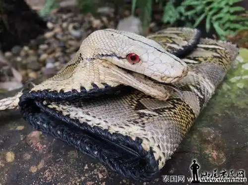 汕尾市民网-女子晒真蛇头皮包 自称"世界仅有1个"