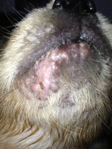 这是真菌感染吗?疙瘩长在下嘴唇和下巴的金毛狗狗45天大了.