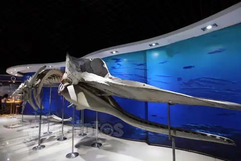 鲨鱼骨的相关配伍