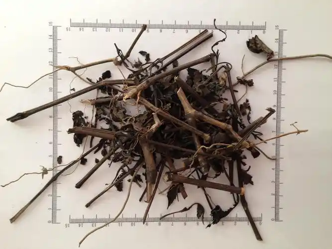 大青叶统货广西