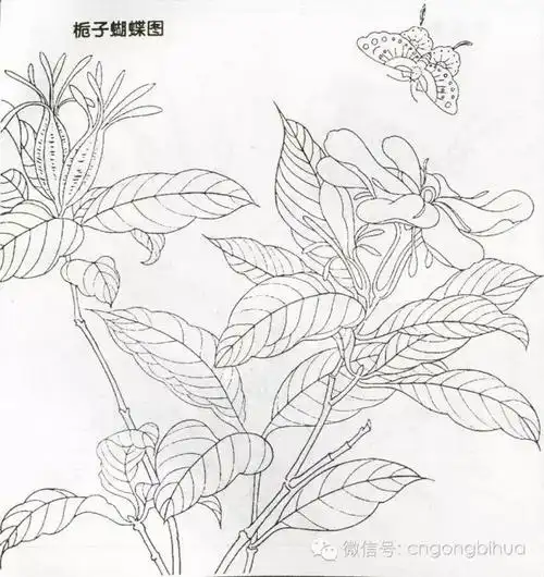 宋代佚名册页花鸟白描稿欣赏