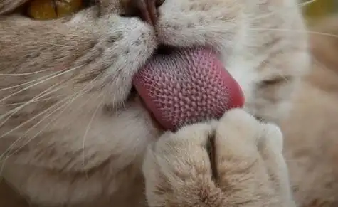 六张图告诉你喵星人的舌头长什么样_搜狐搞笑_搜狐网