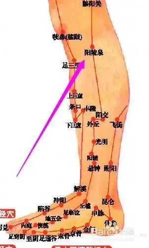 1, 阳陵泉穴位于人体的膝盖斜下方,小腿外侧之腓骨小头稍前凹陷中