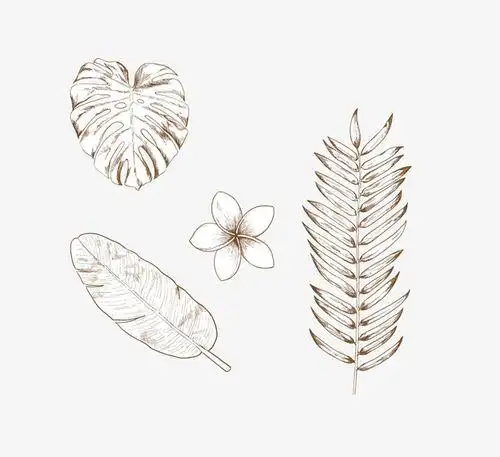 杉树的叶子简笔画