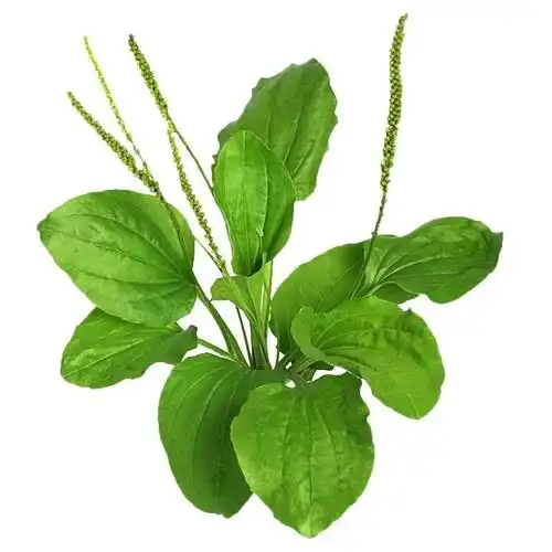 路边常见的车前草,其实是被列为上品的中药_腾讯新闻