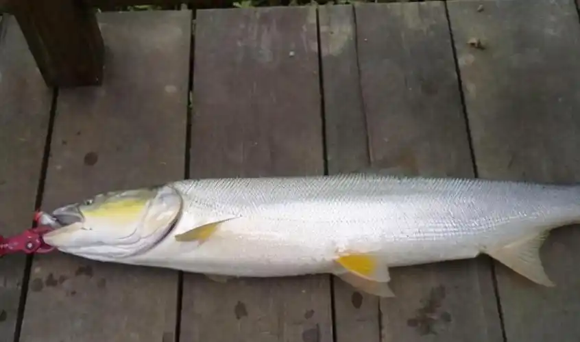 军鱼多少钱一斤(备受钓鱼人青睐的)-鳌游价格百科 | 价格百科_不懂