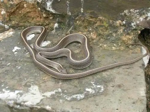 请问这是什么蛇,背部有一条白线,通体成土黄色.地点延庆千家店地区.