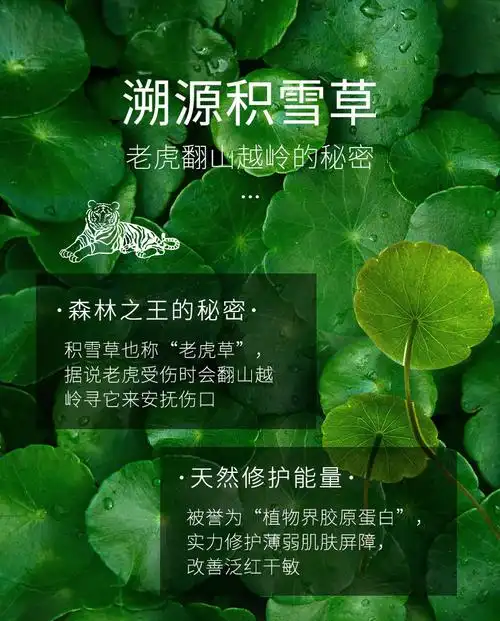 琪倩护肤积雪草套装补水保湿细致毛孔面部护理套盒琪倩积雪草套盒