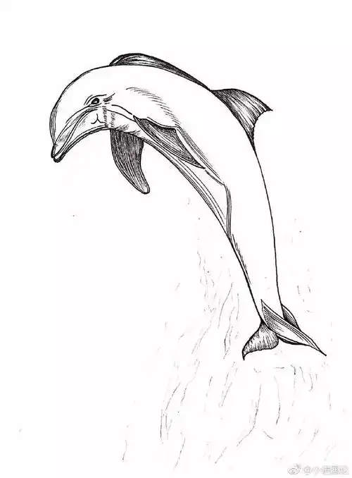 黑白线描步骤临摹 | 可爱下海豚 (张小进)