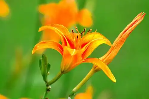 4,萱草的花语是爱的忘却.         药理作用 ①对血吸虫病的治疗